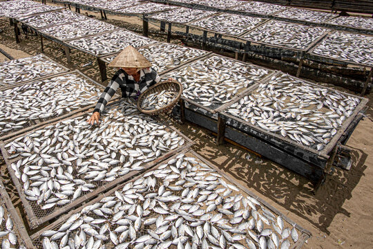 View of a woman in a conical hat meticulously sorts silvery fish drying on elevated racks under the sun's harsh glare, creating a mesmerizing pattern, Phan Ri Cua, Vietnam.