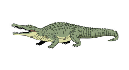 Fototapeta premium A detailed and realistic hand-drawn illustration of a gharial crocodile with its long, thin snout open, isolated on white.
