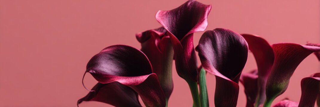 Beautiful dark burgundy calla lilies on a dusty pink background