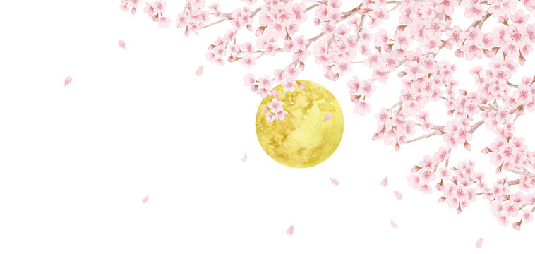 夜桜と満月Japanese night cherry blossoms and full moon background. Watercolor sakura branches with copy space for spring lunar landscape.-300dpi-