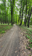 forest road. a path leading deep into the forest. Green foliage on the treetops in the grove. Nice warm weather for walks in nature. Fresh air. Beauty in nature. spring season. summer time.