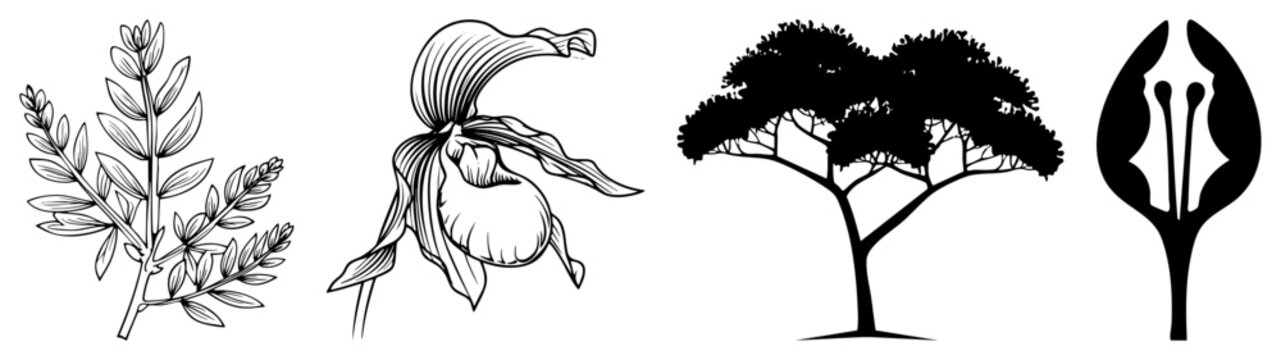 Four Botanical Illustrations Featuring Leaf, Orchid, Tree, and Flower Anatomy