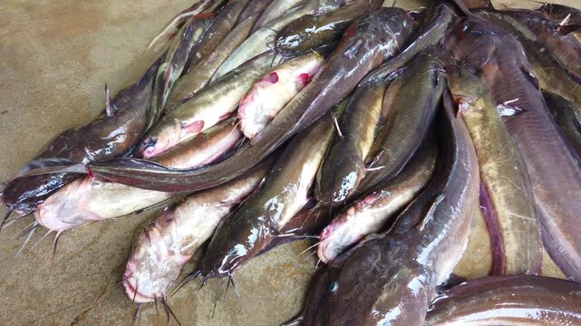 live clarias magur catfish sale in fish market HD