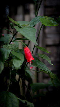 red rose in the garden