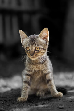 portrait of a cat