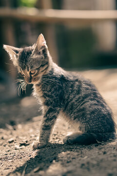 cat on a rock