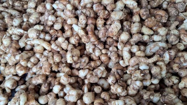 Top View Close-Up of Fresh Kencur Rhizomes (Kaempferia galanga), Traditional Herbal Spice Ingredient, Video Footage