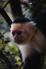 Fototapeta premium Monkey watching from a tree in the tropical rainforest in Central America