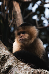 Naklejka premium Monkey watching from a tree in the tropical rainforest in Central America