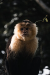 Fototapeta premium Monkey watching from a tree in the tropical rainforest in Central America