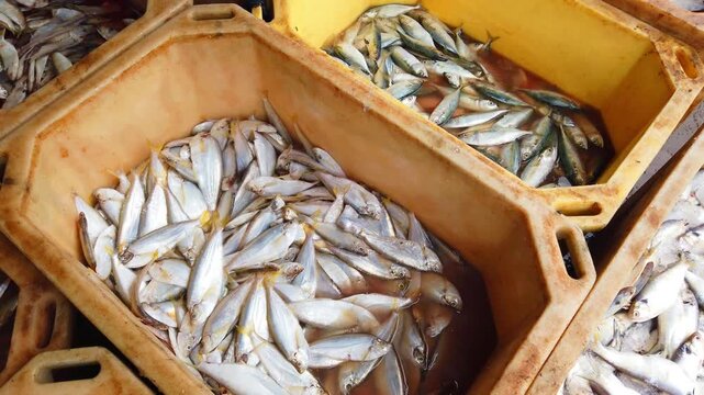 sardine anchovy mackerel all varieties of fish sale in Indian fish market ready for export