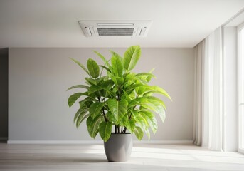 Lush Green Houseplant in a Minimalist Room with Air Conditioning Unit.