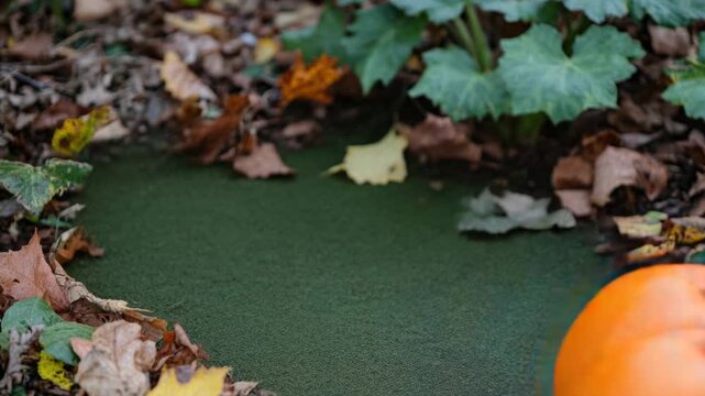 Video A pile of leaves with pumpkins sitting on top, perfect for fall or harvest themed designs