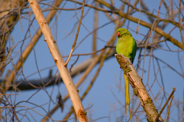 Rose-ringed parakeet perched on a broken tree branch against blue sky