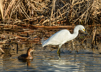 Pied-billed Grebe and a Snowy Egret seen at aTexas NWR