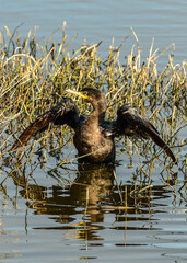 Double-crested Cormorant at a Texas NWR