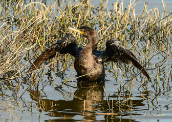 Double-crested Cormorant at a Texas NWR