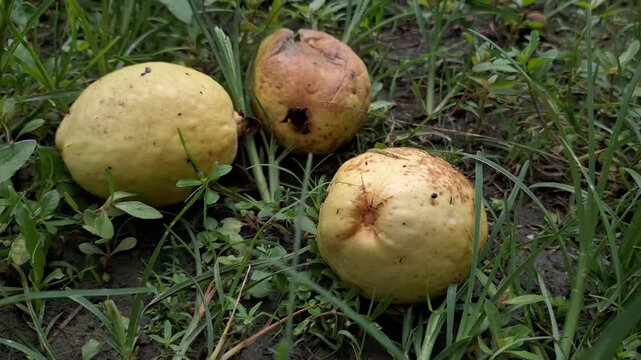 Overripe Guava Fruit (Psidium guajava) Beginning to Rot on Grassy Ground, Natural Decay Process Video Footage