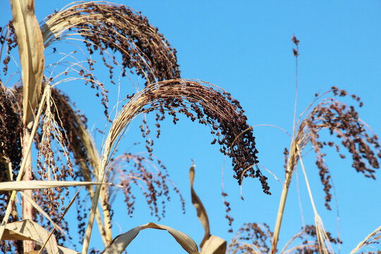 Common sorghum (Sorghum bicolor) grows in a field