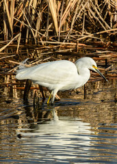 Snowy Egret at a Texas NWR