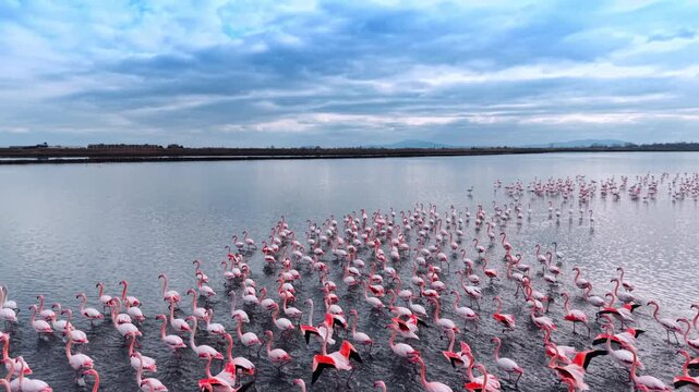 Flamingos flying away from the drone following them. Beautiful flock of birds in the waterscape at dusk time.