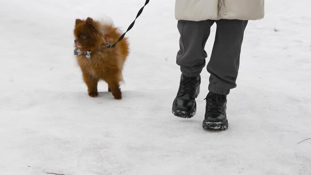Pomeranian spitz puppy walking on snowy winter path with owner