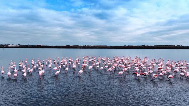 Approaching a group of flamingos in the waterscape. Scared birds run away and wave their wings. Overcast sky at backdrop.