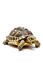 Obraz premium solitary sulcata turtle sits centered pristine white background illuminated soft natural light side seamless
