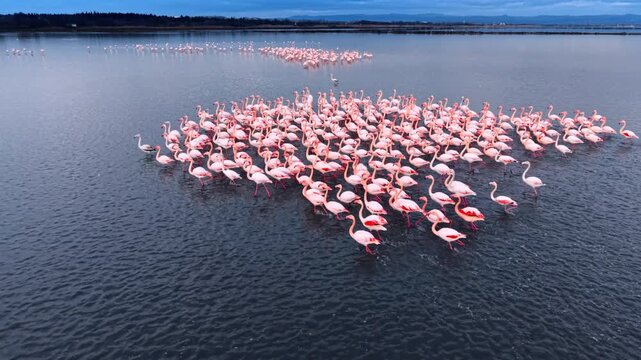 A few groups of pink flamingos crowding on the lake. Following the birds running away scared of drone.