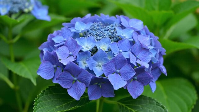 Vibrant Blue Hydrangea Flowers Blooming in Lush Green Garden Outdoors