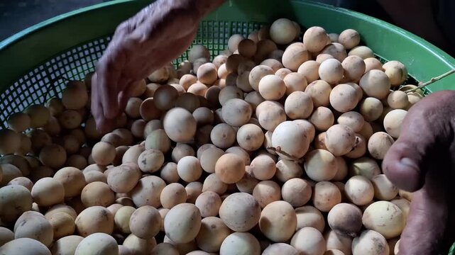 Close-Up of Hands Stirring and Lifting Freshly Harvested Duku Fruits (Lansium parasiticum) in a Basket, Harvest Video Footage