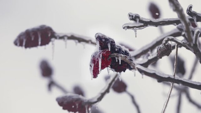 Sumac tree buds in ice on frozen branches.
