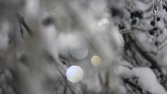 Black berries on a bush covered with ice and snow.