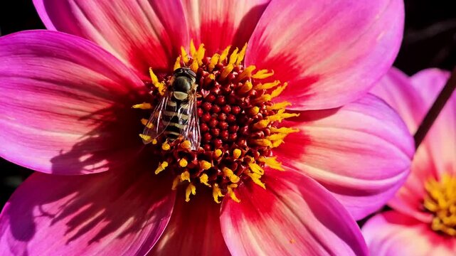 Close-up Hoverfly on a Pink Dahlia