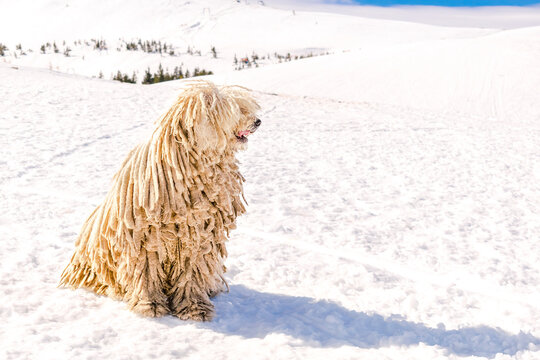 Hungarian white purebred puli breed dog,shepherd dog with dreadlock outdoor lying on snow at winter in mountains
