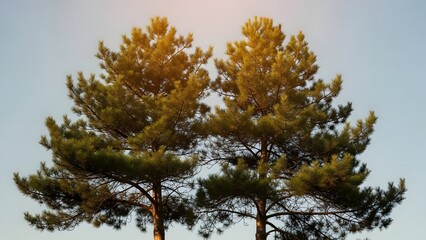 Obraz premium A tall pine tree with green and yellow needles against a clear blue sky