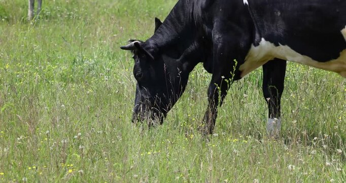 Black and white holstein cow grazing in a green pasture