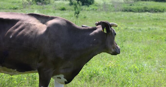 Black dairy cow mooing in a green pasture