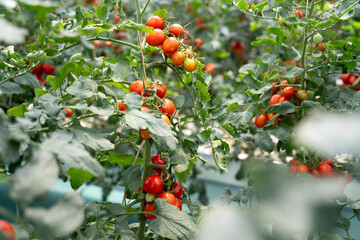 Ripe cherry tomatoes hanging on vines in greenhouse