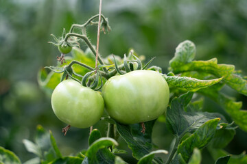 Fototapeta premium Unripe green tomatoes hanging on the vine