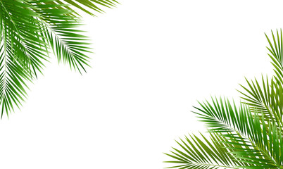Eco Frame And Green Palm Tree Leaves