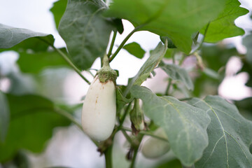 A white eggplant hanging on the plant with lush green leaves surrounding it © zhu difeng