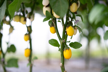Yellow physalis fruits hanging on branches surrounded by green leaves in a greenhouse