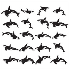 Obraz premium Orca Whale Silhouette