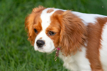 Cavalier King Charles Spaniel Puppy Outdoors