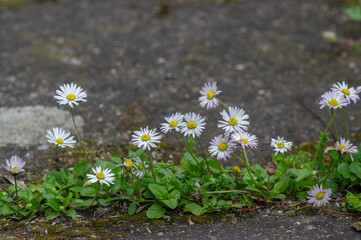 Bellis perennis daisy wild beautiful flowers in bloom, group of flowering plants, white pink petals © Iva
