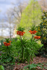 Fototapeta premium Fritillaria imperialis crown imperial flower in bloom, beautiful tall orange red flowering springtima bulbous plant