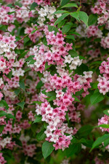 Fototapeta premium Weigela coraeensis pink white flowering shrub plant, group of colorful flowers in bloom