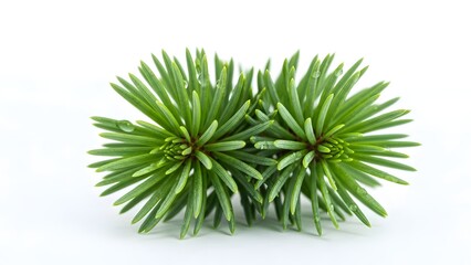 Fototapeta premium A vibrant green plant with long thin needle like leaves arranged in a circular pattern on a white background