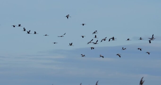 Flock of common cranes ( Grus grus ) in the Camargue, France